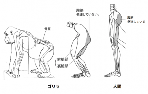 ゴリラと人間の殿筋の比較
