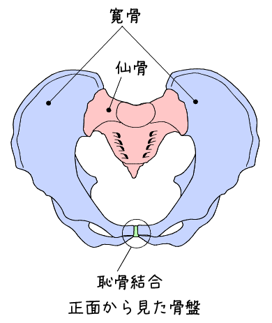 kotuban-1 骨盤の構造