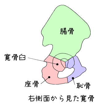 kotuban-2 寛骨の詳細図