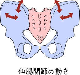 仙腸関節の動き