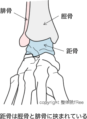 距腿関節の構造 距腿関節の構造