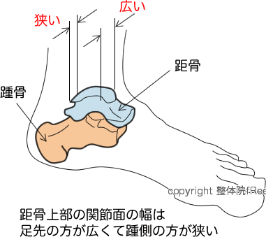 距骨滑車 距骨滑車