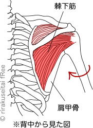 棘下筋の図
