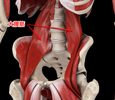 大腰筋の図