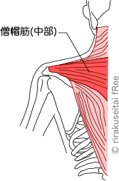 僧帽筋中部の図