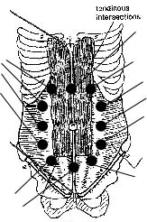 fukubu 腹部調律