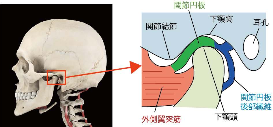 顎 関節 の 説明 で 正しい の は どれ か