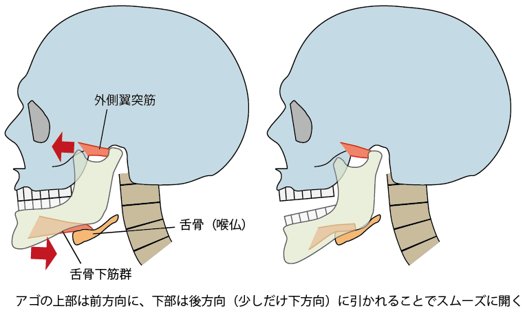 正常な姿勢での口の開閉